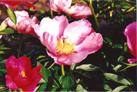 Perfect Pink Peony