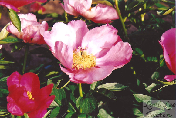 Perfect Pink Peony