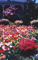 Colorful Tulip Garden