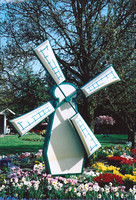 Dutch Windmill and Tulips