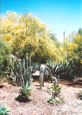 California Desert Garden