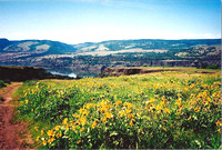 Columbia Gorge Wildflowers