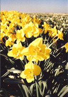 Golden Daffodils