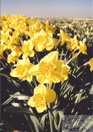 Golden Daffodils