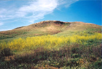 Wild Mustard on Simi Hills
