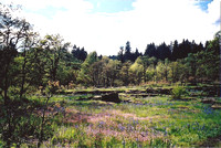 Camassia Natural Area