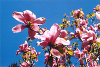 Pink Magnolias