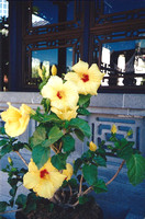 Yellow Chinese Hibiscus