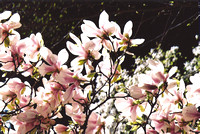 Magnolia Cluster