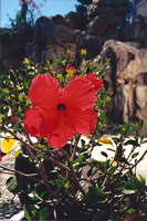 Radiant Red Hibiscus