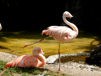 Chilean Flamingo Arabesque