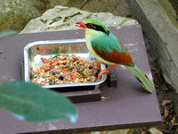 Indochinese Green Magpie