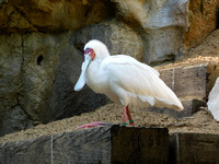 African Spoonbill