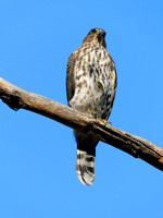 Cooper's Hawk