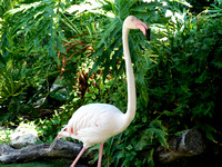 Greater Flamingo Portrait