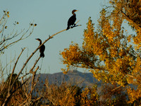 Double-Crested Cormorants in Autumn