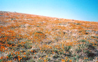 California Poppy Field