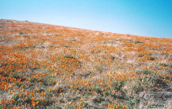 California Poppy Field