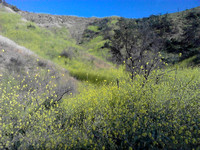 Mustard-Covered Hillside