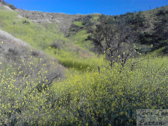 Mustard-Covered Hillside