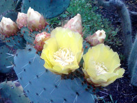 Prickly Pear Blossoms