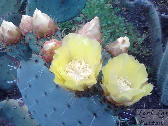 Prickly Pear Blossoms