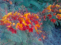 Pride of Barbados