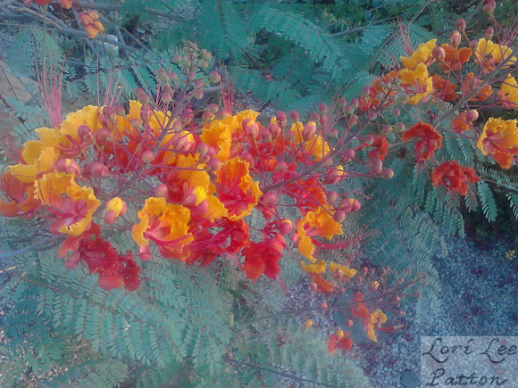 Pride of Barbados