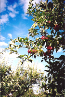 Apple Tree and Sky