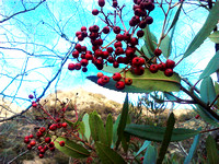 Toyon Berries