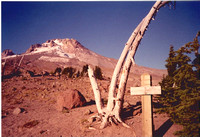 Mt. Hood at Timberline