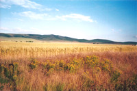 Columbia Basin Wheat Field
