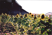 Sunflower Field and Barn