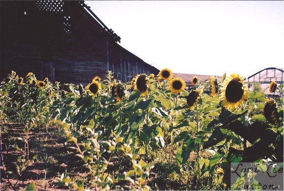 Sunflower Field and Barn