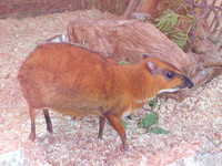 Greater Mouse-Deer