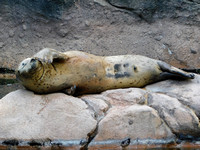 Harbor Seal Waving
