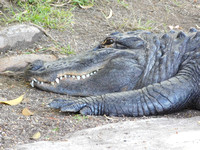 American Alligator Smiling