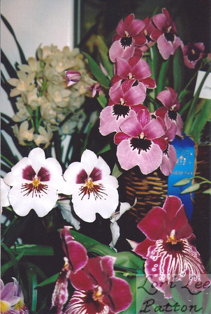Prize Pansy Orchids