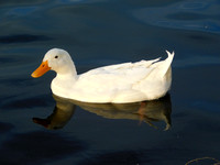 Peaceful Pekin Duck