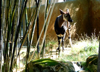 Okapi by Bamboo