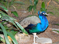 Indian Peacock