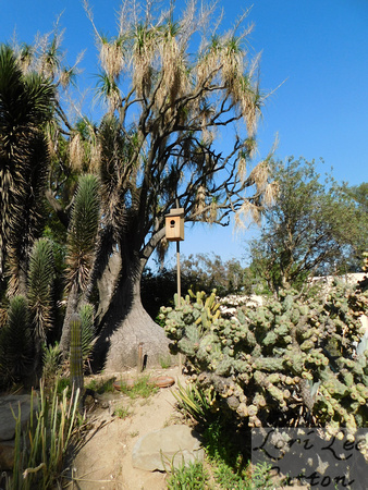 Baja Garden