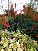 Blooming Aloe and Jade