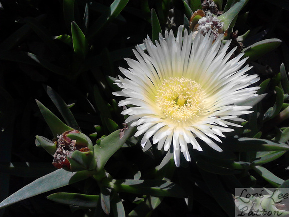 Dazzling Ice Plant