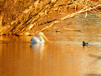 Pelican on Golden Pond