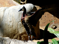 White-Faced Whistling Duck