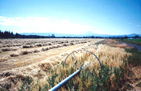 Harvested Hay Field