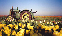 Tractor in Tulip Field