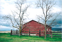 Barn Framed by Twin Trees