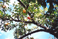 Apple Tree Bough